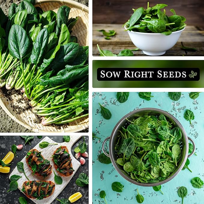 Sow Right Seeds - Viroflay Spinach Seed for Planting - Non-GMO Heirloom Packet with Instructions to Plant a Vegetable Garden - Grow Leafy Green Nutritious Superfood - Hydroponic Growing Friendly (2)