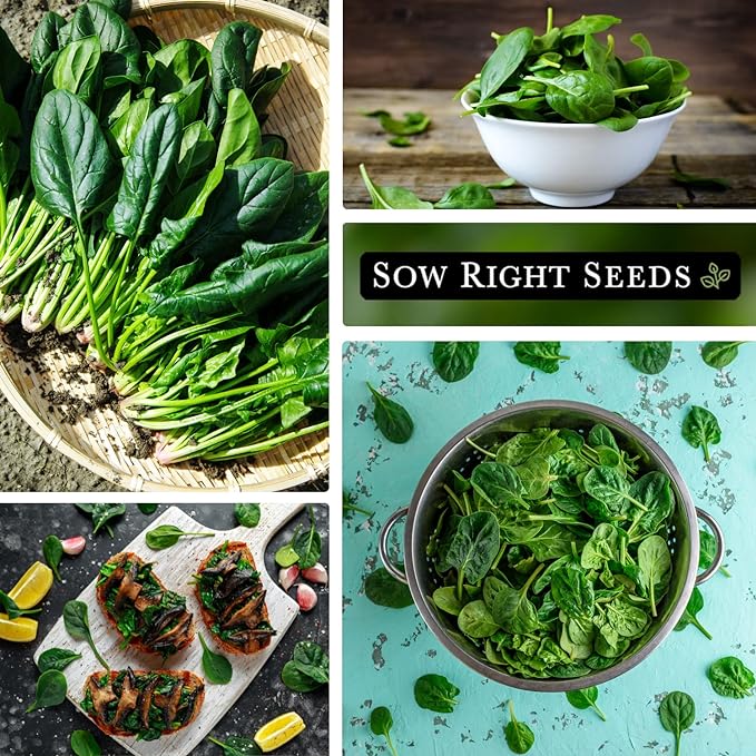 Sow Right Seeds - Viroflay Spinach Seed for Planting - Non-GMO Heirloom Packet with Instructions to Plant a Vegetable Garden - Grow Leafy Green Nutritious Superfood - Hydroponic Growing Friendly (3)