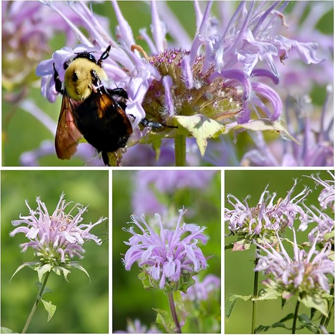 Seed Needs, Wild Bergamot Bee Balm Seeds - 400 Heirloom Seeds for Planting Monarda fistulosa - Attracts Honeybees, Bumblebees, Butterflies & Other Pollinators (5 Packs)