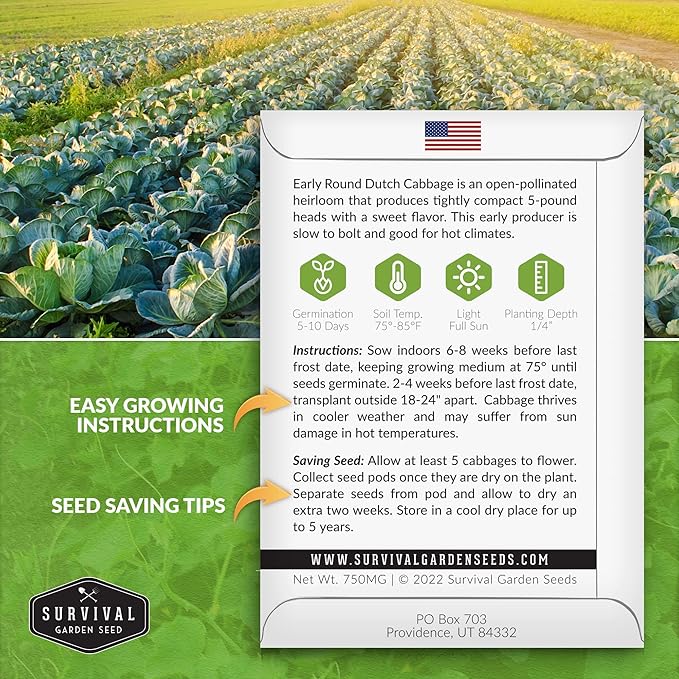 Survival Garden Seeds - Early Round Dutch Cabbage Seed for Planting - 3 Packs with Instructions to Plant and Grow Green Cabbages in Your Home Vegetable Garden - Non-GMO Heirloom Variety