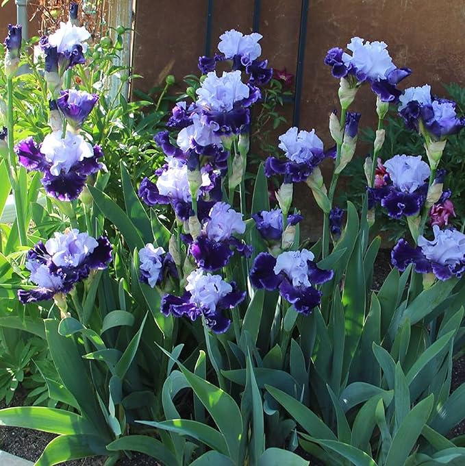 CHUXAY GARDEN 50 Seeds Iris 'Global Crossing' (Bearded Iris),Tall Bearded Iris,Iris Germanica,Late Midseason Irises Hybrid Flowering Plants Drought Tolerant Striking Landscaping Plant Low-Maintenance