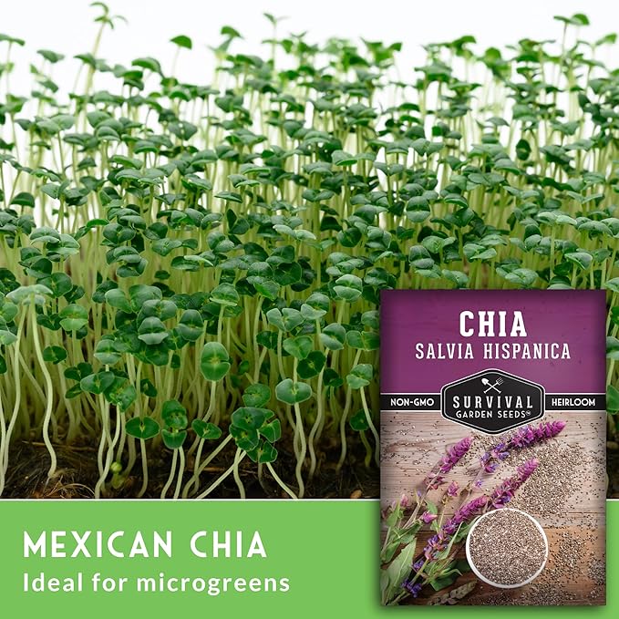 Mexican Chia Seed for Planting - 2 Packets with Instructions to Plant and Grow Mexican Chia in Your Home Vegetable Garden - Non-GMO Heirloom Variety - Survival Garden Seeds