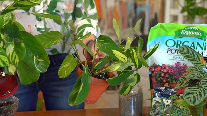 Espoma Organic Potting Soil Mix - All Natural Potting Mix For All Indoor & Outdoor Containers Including Herbs & Vegetables. For Organic Gardening, 4qt. bag. Pack of 1