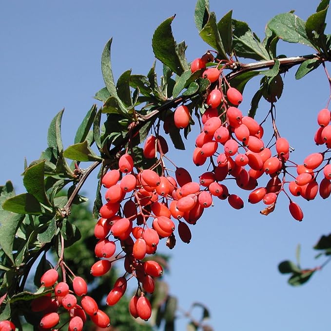 CHUXAY GARDEN European Barberry Seed 20 Seeds Great Berberis Vulgaris Deciduous Shrub Attract Butterflies and Bees Fast Growing & Maintain
