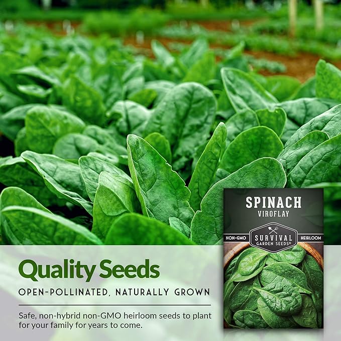 Survival Garden Seeds - Viroflay Spinach Seed for Planting - Packet with Instructions to Plant and Grow Nutritious Leafy Greens in Your Home Vegetable Garden - Non-GMO Heirloom Variety - 5 Pack