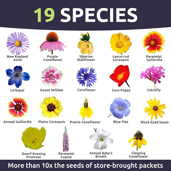 Midwest Regional Mix - Large 1 Ounce Packet - 15,000 Flower Seeds for Planting - Wildflower Mix