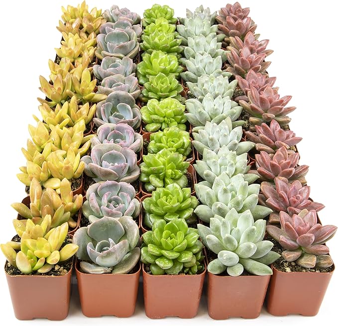 Live Succulents Plants Live Bulk Plant Tray (50 Pack), Bulk Succulents Live Indoor Plants Live Houseplants, Live Plants in Cactus and Succulent Soil Mix, Live Plant Kit Plant Gifts by Plants for Pets