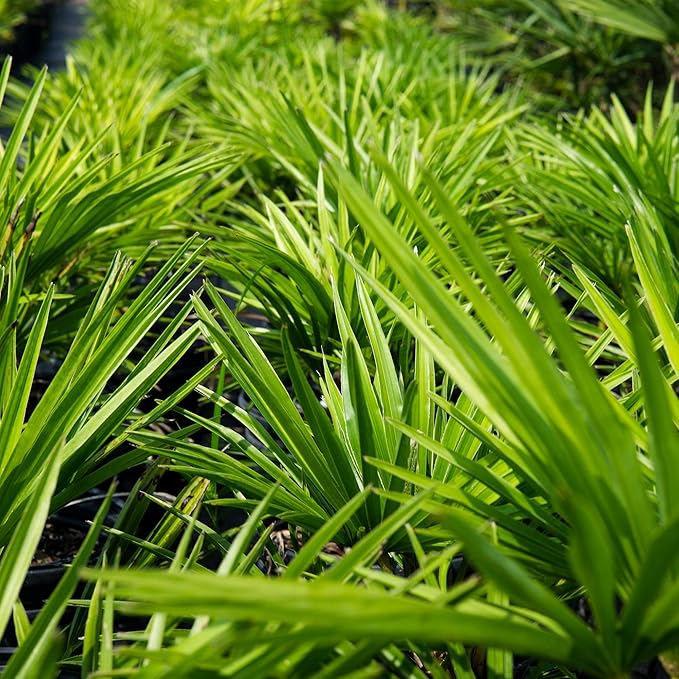 Windmill Palm 1 Gallon