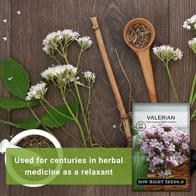 Sow Right Seeds - Valerian Seeds for Planting - Non-GMO Heirloom Packet with Instructions to Plant an Outdoor Herb Garden - Fragrant with Medicinal Benefits - Valerian Root for Sleep & Calm (2)