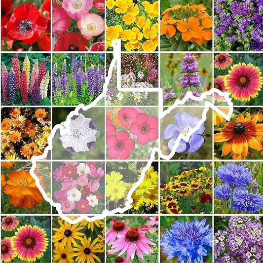 Eden Brothers West Virginia Wildflower Mixed Seeds for Planting, 1 oz, 30,000+ Seeds with Cornflower, Lupine | Attracts Pollinators, Plant in Spring or Fall, Zones