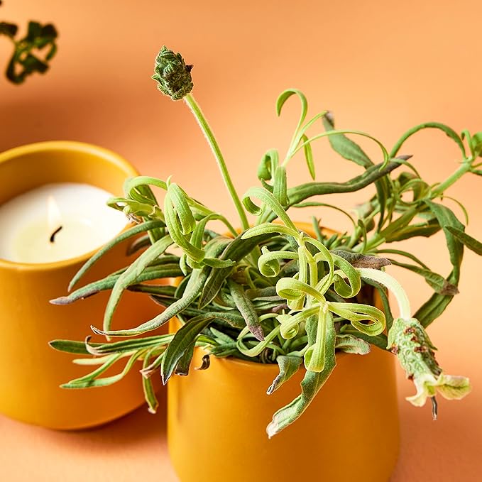 Modern Sprout Rooted Candle Grow Set, Indoor Herb Garden, Seed Starter Set, Organic, Non-GMO, Lavendar & Cedarwood