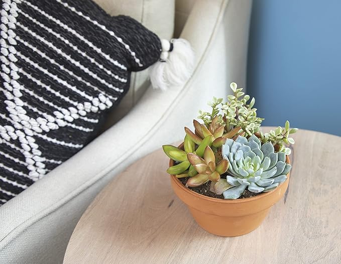Live Succulents Assortment in Clay Pot, Garden Succulent Planter, Unique Gardening Gifts for Plant Lovers, Live Succulent Plants Live Plants, Live Succulents Plants Live Houseplants by Plants for Pets