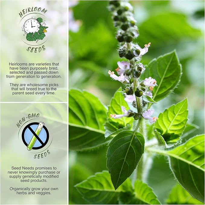 Seed Needs, Holy Basil Seeds - 500 Heirloom Seeds for Planting Ocimum Sanctum - Medicinal Tulsi Herb to Plant Indoors or Outdoors, Non-GMO & Untreated (2 Packs)