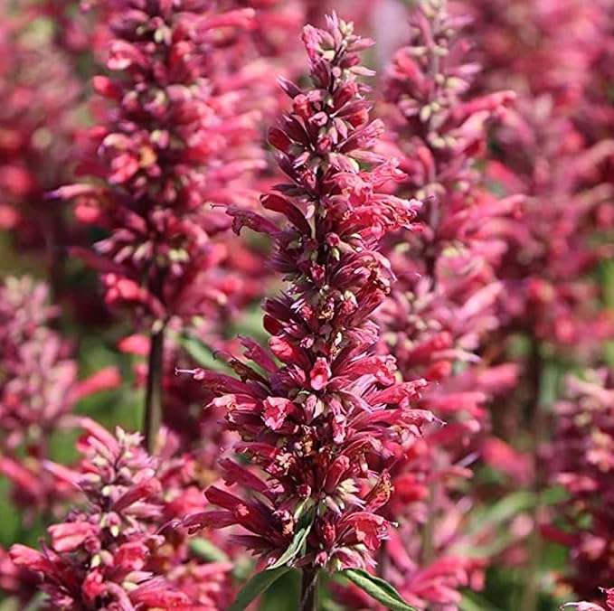 CHUXAY GARDEN Agastache Heather Queen Seed 60 Seeds Hummingbird Mint Perennial Herb Plant Highly Fragrant Makes Great Edging