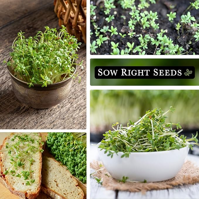 Sow Right Seeds - Garden Cress Seeds for Planting - Non-GMO Heirloom Packet with Instructions to Plant and Grow a Kitchen Herb Garden - Indoors or Outdoors - Edible Leaves and Cute Filler (3)