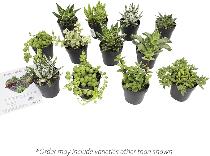 Altman Plants, Assorted Succulents Plants Live Houseplants (12PK), Succulent Plants Home Office Plants Live Indoor Plants, Live Plants Indoor House Plants, Easy Care Plants, Desk Plants Kitchen Plants