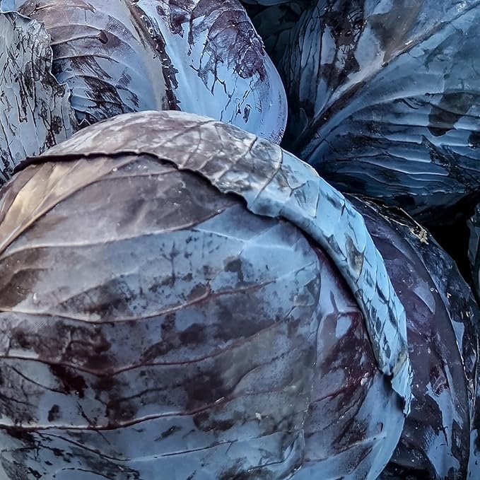 Organic Cabbage Seeds (Red Acre) - Approx 750 Seeds - Certified Organic, Non-GMO, Open Pollinated, Heirloom, USA Origin