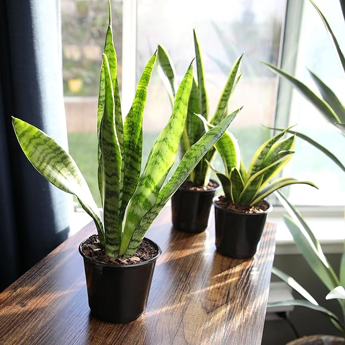 Altman Plants Sansevieria Zeylanica Variegated Snake Plants (Approx. 6" Tall), Easy Plant, Air Purifying Plant & Desk Plant Decor, Low Light Live Snake Plant Live Plants, Indoor Plants & Houseplants