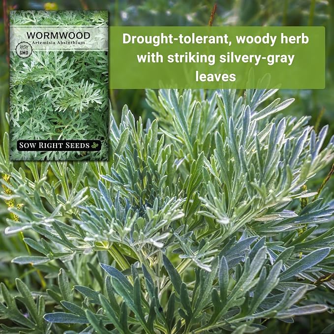 Sow Right Seeds - Wormwood Seeds for Planting - Non-GMO Heirloom Packet with Instructions to Plant & Grow an Outdoor or Indoor Herb Garden - Sagewort Repels Mosquitoes - Medicinal Worm Wood Herb (4)