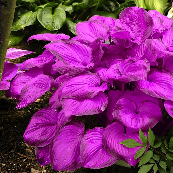 Purple Hosta Seeds - 200pcs Attract Pollinators Perennial Hosta Plants Ease of Planting Ideal for Shaded Gardens