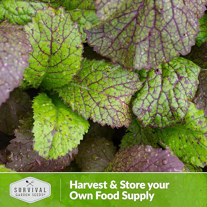 Survival Garden Seeds - Giant Red Mustard Greens Seed for Planting - 2 Packs with Instructions to Plant and Grow Spicy Brassica Juncea Leaves in Your Home Vegetable Garden - Non-GMO Heirloom Variety