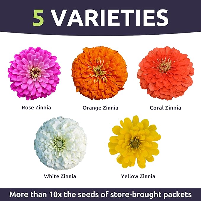 Zinnia Lilliput Mix - Large 1 Ounce Packet - 4,000 Flower Seeds for Planting - Zinnia elegans