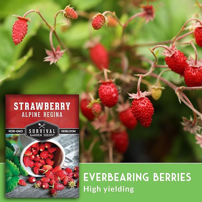 Survival Garden Seeds Alpine Regina Strawberry - 1 Packet of Fruit Seed with Instructions to Plant & Grow Wild Strawberries/Woodland Fruits in The Home Vegetable Garden - Non-GMO Heirloom Variety