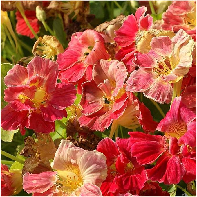 Seed Needs, 350+ Nasturtium Seeds “Cherry Rose” (Tropaeolum Minus) Non-GMO, Easy to Grow Flower Seeds, Attracts Pollinators - Bulk