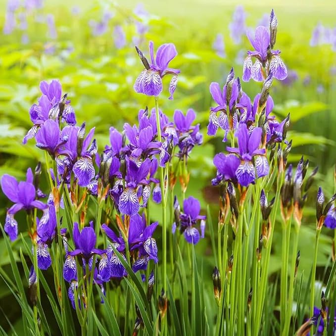 Japanese Iris Seeds Iris Ensata Attract Pollinators Beautiful and Intricate Flowers Standout in Water Gardens, Along Pond Edges, Or in Perennial Borders 20Pcs by YEGAOL Garden