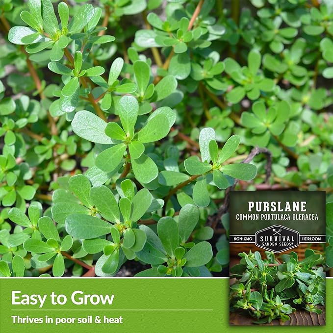 Common Purslane Seed for Planting - 3 Packets with Instructions to Plant and Grow Green Portulaca Oleracea in Your Home Vegetable Garden - Non-GMO Heirloom Variety - Survival Garden Seeds