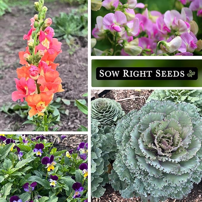 Sow Right Seeds - Frost Hardy Seed Collection for Planting - Pansies, Violets, Snapdragon, Ornamental Kale and Sweet Peas - Lovely Flowers for Spring & Fall Color - Non-GMO Heirloom with Instructions