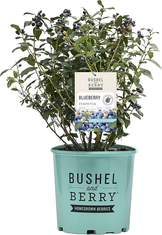 Vaccinium x Perpetua (Blueberry) Edible-Shrub, 2-Size Container, Double Fruiting