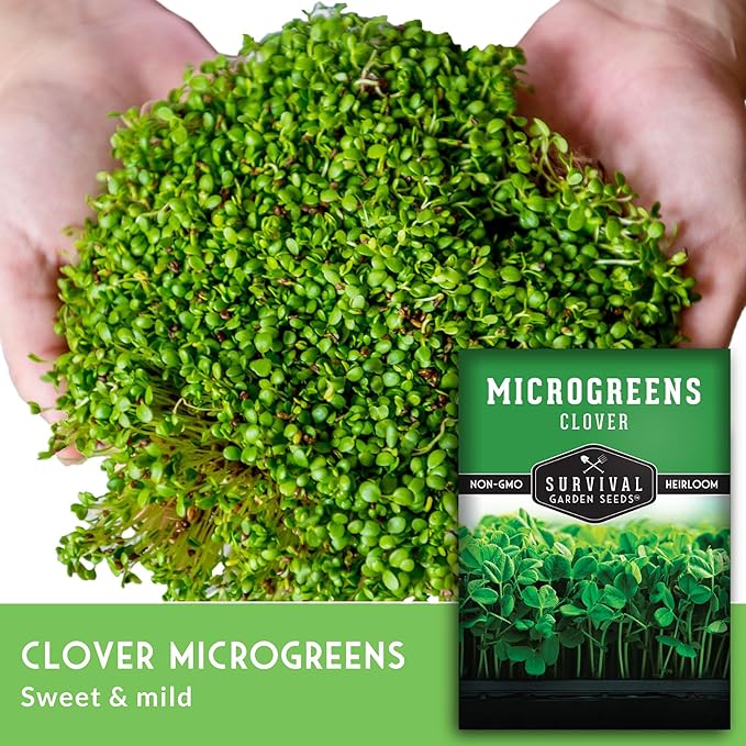 3 Packs Clover Microgreens Seeds for Sprouting and Growing - Sprout Green Leafy Micro Herb Plants Indoors - Grow A Mini Windowsill Garden - Non-GMO Heirloom