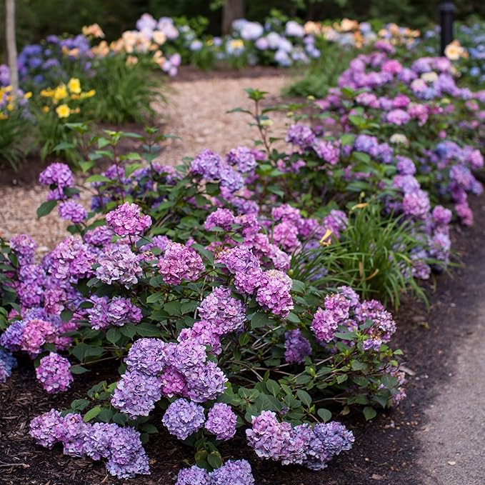 Endless Summer Bloomstruck Hydrangea, 2 gal. Pink and Purple Blooms