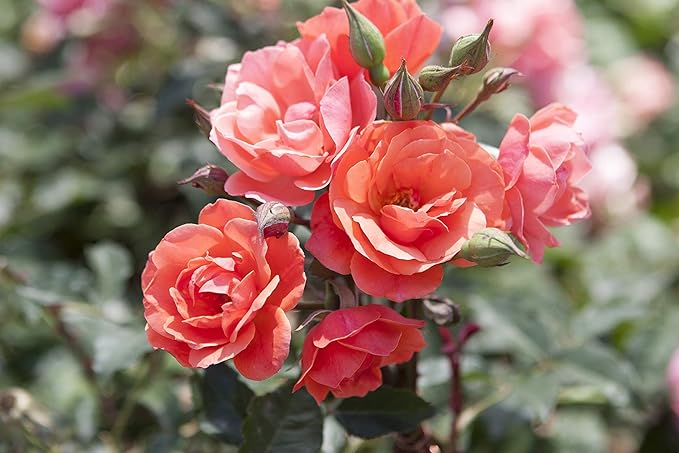 Green Promise Farms Rosa Knock Out (Reblooming) Rose, 2-Size Container, Coral Flowers