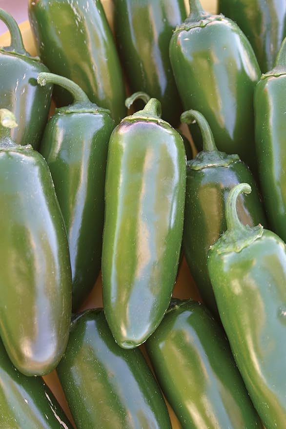 Burpee Jalapeno Gigante Hot Pepper Seeds 30 seeds