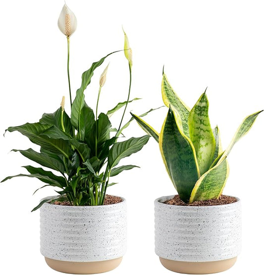 Costa Farms Live Plants (Pack of 2), Easy to Grow Real Indoor Houseplants, Air Purifying Plants, Grower's Choice in Home Décor Indoors Plant Pots, New House Gift or Room Décor