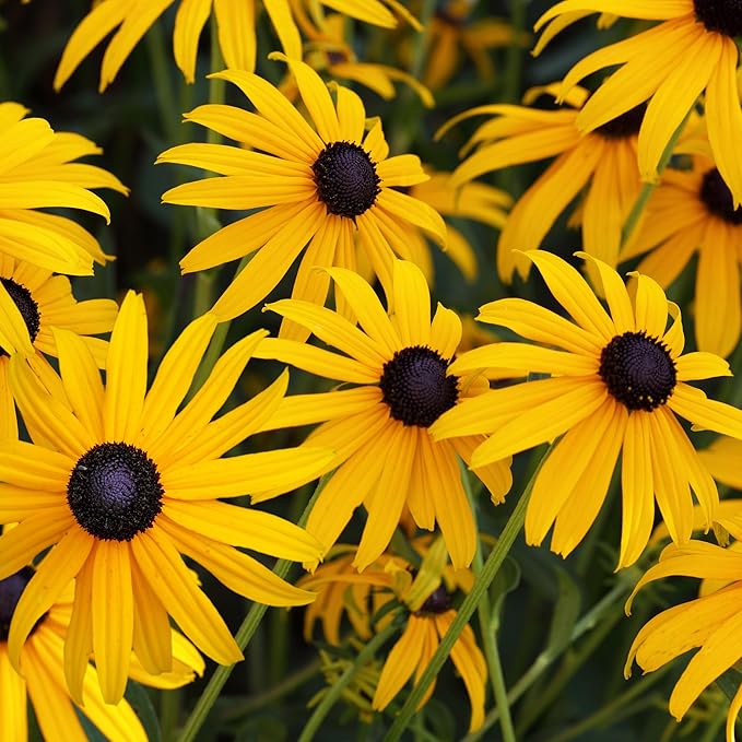 The Old Farmer's Almanac Black Eyed Susan Seeds (Rudbeckia) - Approx 1200 Flower Seeds Flower Seeds - Premium Non-GMO, Open Pollinated, USA Origin