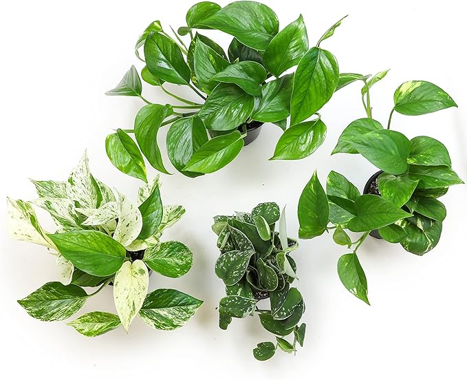 Altman Plants, Live Pothos Plants (4PK) Indoor Plants Live Houseplants, Pothos Live Plant House Plants Indoors Live Plants, Money Plant Indoor Pothos Plant Decor, Devils Ivy Trailing Plants Live