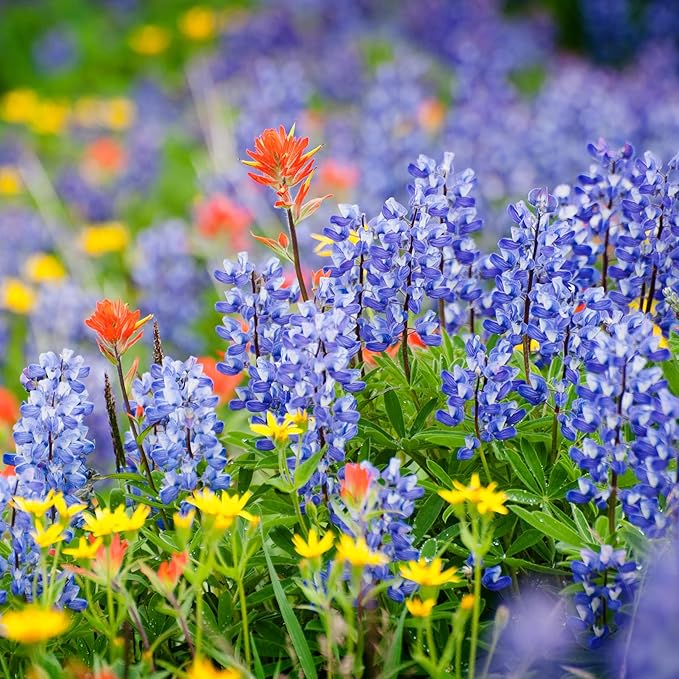 Utah Wildflower Seed Mix, Covers 325 Sq Ft, 17 Flower Varieties, Over 53,000 Seeds - Created By Nature