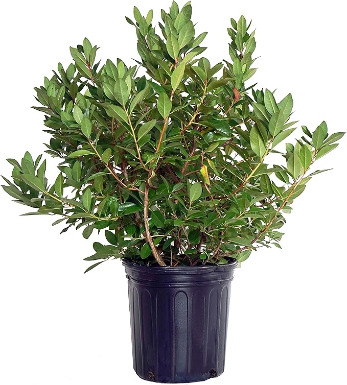 Rhododendron 'Olga Mezitt' (Rhododendron) Evergreen, deep pink flowers, #2 - Size Container