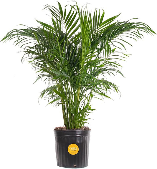 Costa Farms Cat Palm, Live Indoor Houseplant in Indoor Garden Plant Pot, Floor Plant Potted in Potting Soil, Housewarming Gift for New Home, Living Room, Office, Patio Palm Tree Decor, 3-4 Feet Tall