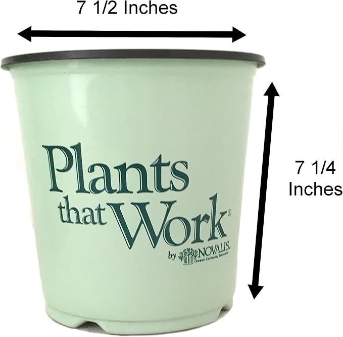 Helleborus Penny's Pink G1