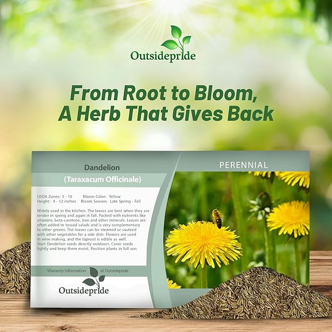 Outsidepride 5000 Seeds Perennial Taraxacum Officinale Dandelion Herb Garden Seeds for Planting