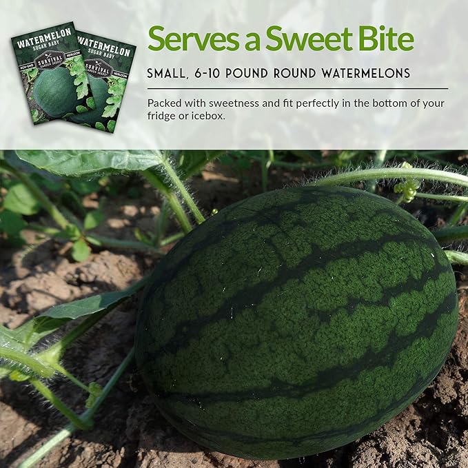 Survival Garden Seeds - Sugar Baby Watermelon Seed for Planting - 5 Packs with Instructions to Plant and Grow Little Round Watermelons in Your Home Vegetable Garden - Non-GMO Heirloom Variety