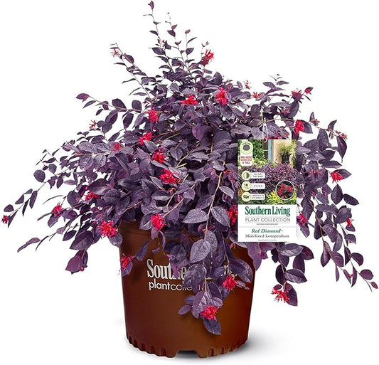 2 Gallon Southern Living Loropetalum Red Diamond Shrub