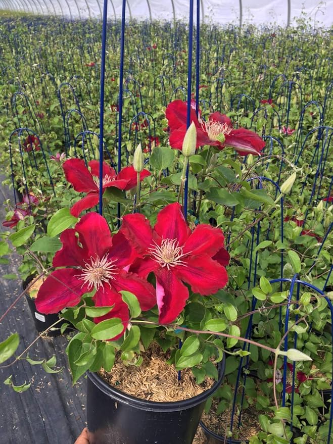 Raymond Evison Clematis - Clematis Rebecca (Clematis) Perennial, red flowers, 8`` - Size Container