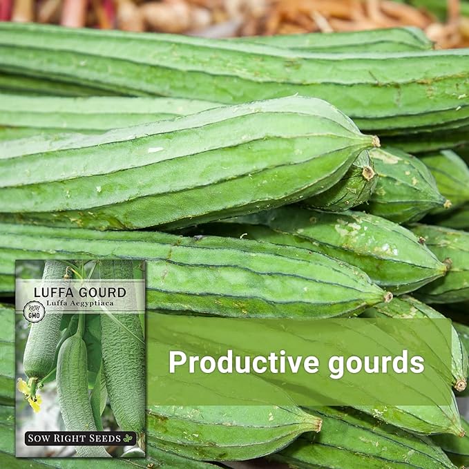 Sow Right Seeds - Luffa Gourd Seed for Planting - Non-GMO Heirloom Packet with Instructions to Plant a Home Vegetable Garden - Grow Your Own Loofah Sponge at Home - Show Off Unique Gourds (2)