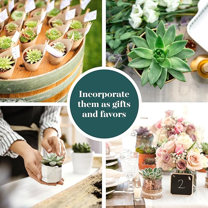 Shop Succulents Rosette Succulent Plant Pack Collection - Live Mini Succulent Plants, Low Maintenance, Floral Shaped Mix of Colors & Textures - Wedding and Party Favors, Gift & Garden, Pack of 4