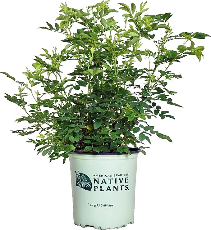 American Beauties Native Plants Rosa virginiana Rose, 2-Size Container, Bright Pink Flowers